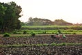 Farmer plowing fields using tractor